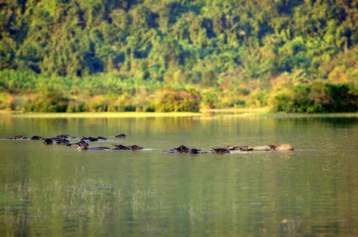 Những chú trâu