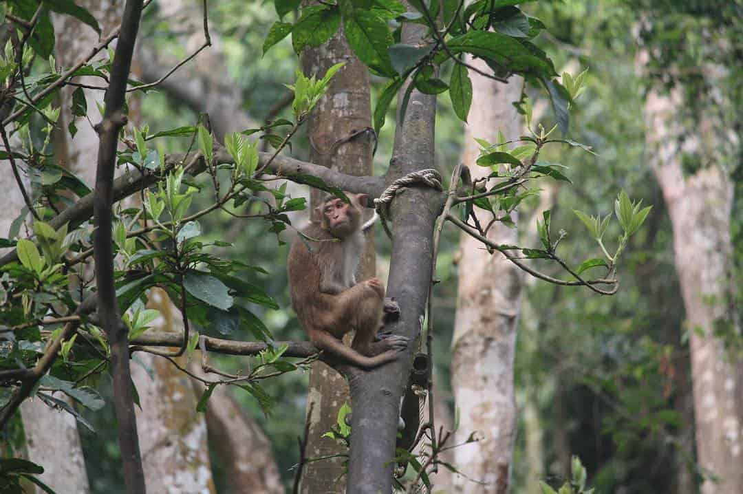 khỉ trong vườn nguyên sinh - Vườn thực vật Thác Gió Quảng Bình