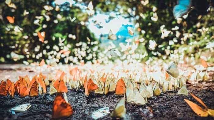 Mùa bươm bướm ở Phong Nha Kẻ Bàng 