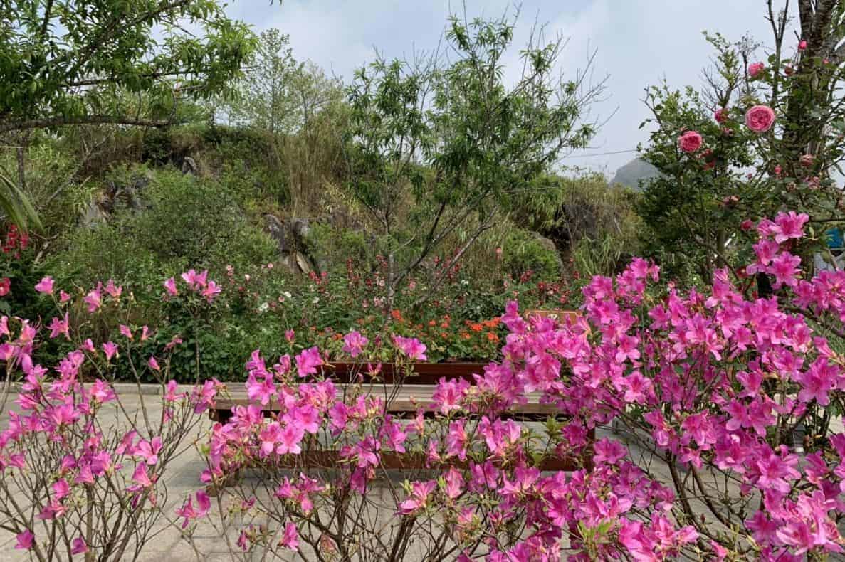Ngất ngây với vẻ đẹp của vườn hoa đỗ quyên Sapa khoe sắc trên đỉnh Fansipan 3