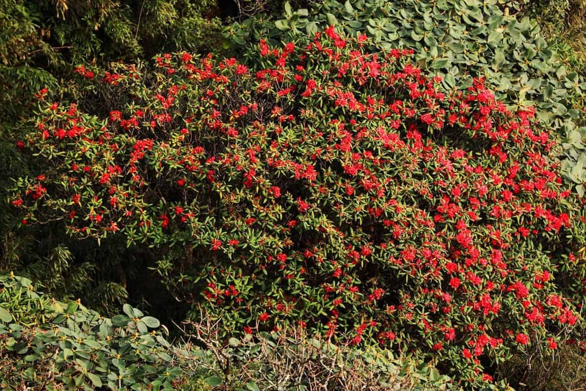Ngất ngây với vẻ đẹp của vườn hoa đỗ quyên Sapa khoe sắc trên đỉnh Fansipan 4