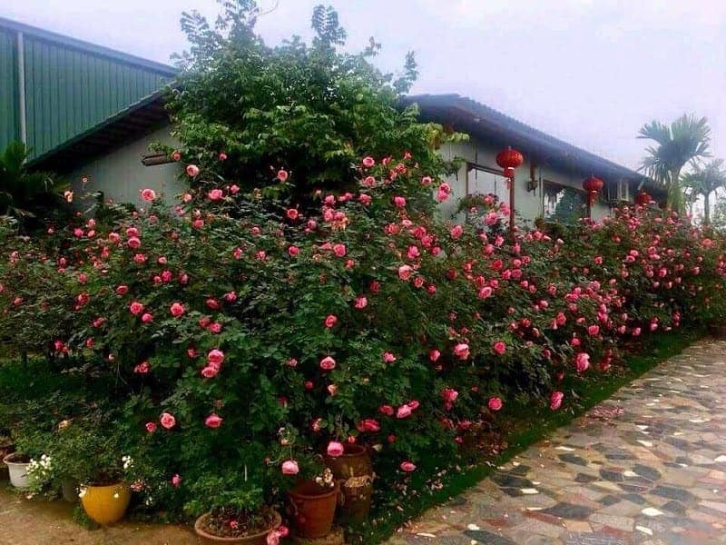 Top 5 vườn hoa hồng cổ Sapa đẹp không khác gì vườn cổ tích - vườn hoa hồng nguyễn chí thanh