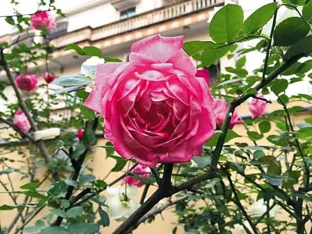 Top 5 vườn hoa hồng cổ Sapa đẹp không khác gì vườn cổ tích - vườn hoa hồng mộng mơ