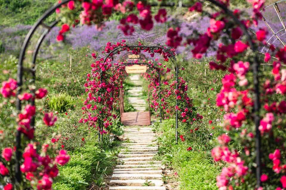 Top 5 vườn hoa hồng cổ Sapa đẹp không khác gì vườn cổ tích - thung lũng hoa hồng 