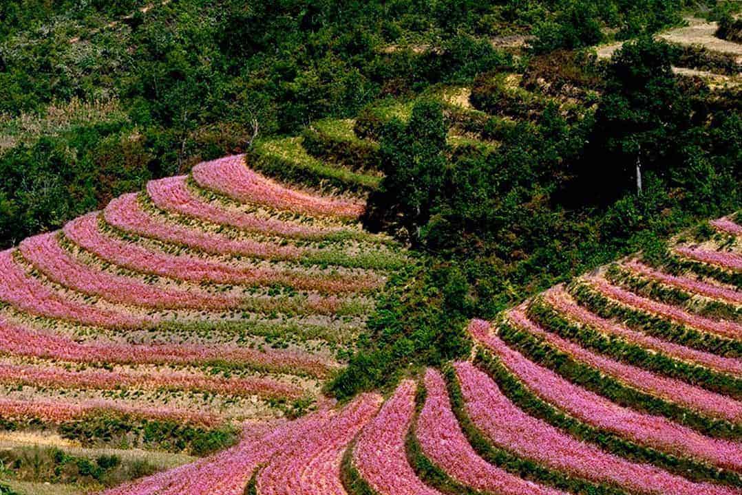 Top 5 vườn hoa tam giác mạch Hà Giang đẹp nhất mà bạn không nên bỏ lỡ! 2