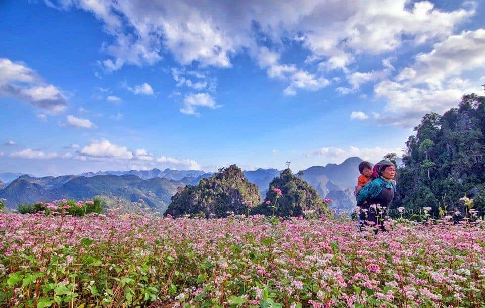 Top 5 vườn hoa tam giác mạch Hà Giang đẹp nhất mà bạn không nên bỏ lỡ! 5