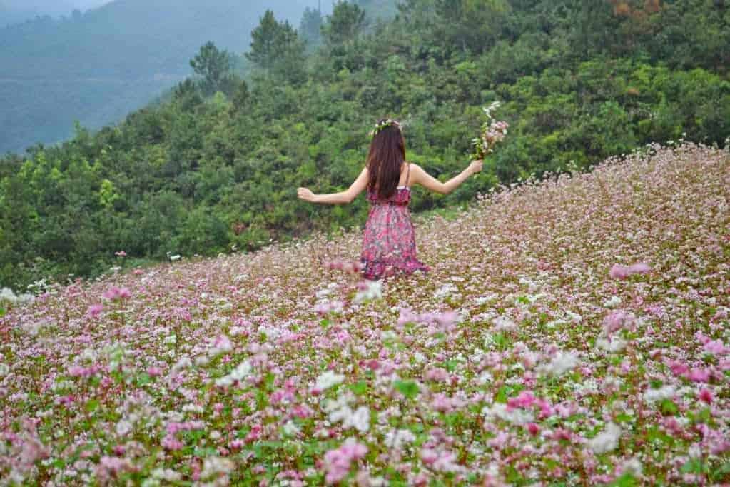 Top 5 vườn hoa tam giác mạch Hà Giang đẹp nhất mà bạn không nên bỏ lỡ! 6