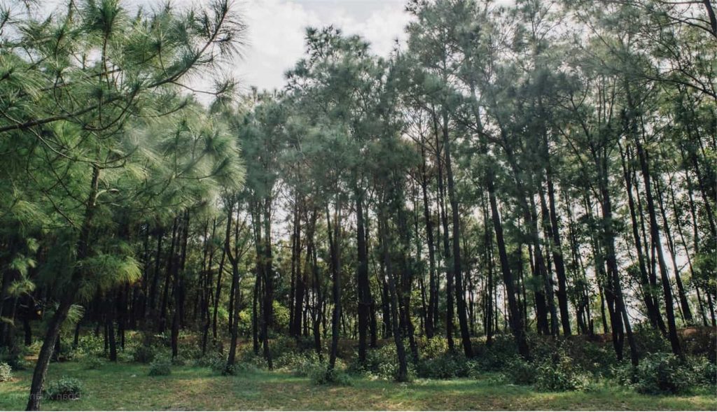 Một vùng xanh ngắt của đồi Bồ Bồ