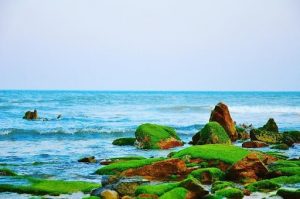 Những bãi đá rêu xanh đầy độc lạ chỉ có ở biển Hoành Sơn_ảnh sưu tầm