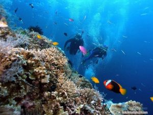 Tour lặn ngắm san hô ở Bãi Bụt _ Ảnh: sưu tầm