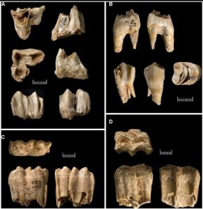 Một số tiêu bản mô phỏng các xương và răng người hóa thạch_Ảnh: sưu tầm
