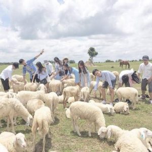 Mùa hè thích hợp cho chuyến đi tham quan Nông trại Cừu_ảnh sưu tầm