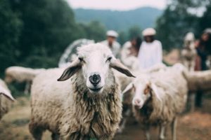 Những chú cừu dễ thương ở Nông trại Cừu_ảnh sưu tầmv