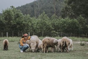Những tấm hình đúng chất “dân du mục” tại Nông trại Cừu_ảnh sưu tầm