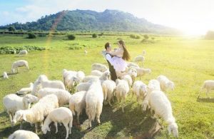 Nông trại Cừu địa điểm hấp dẫn cho những cặp đôi_ảnh sưu tầm