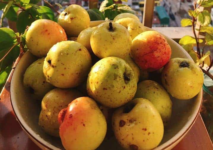 Trái táo mèo đặc sản Hà Giang tốt cho sức khỏe 3