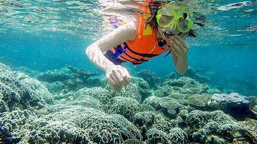 Từng thảm san hô cực đẹp ở Hòn Chùa_Ảnh: sưu tầm